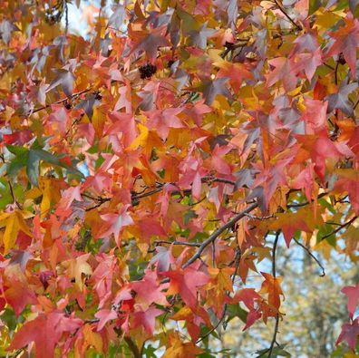 Amerikanischer Amberbaum Autumn Color 125-150cm - Liquidambar styraciflua