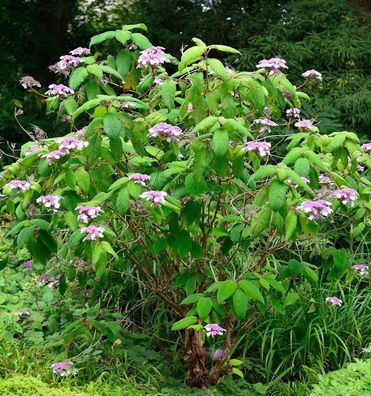 Samt-Hortensie 80-100cm - Hydrangea aspera
