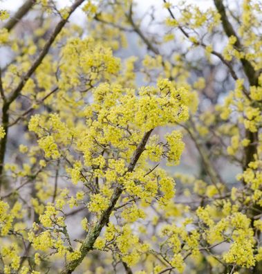 Asiatische Kornelkirsche Robins Pride 80-100cm - Cornus officinalis