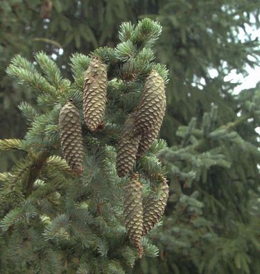 Alcocks Fichte 50-60cm - Picea bicolor