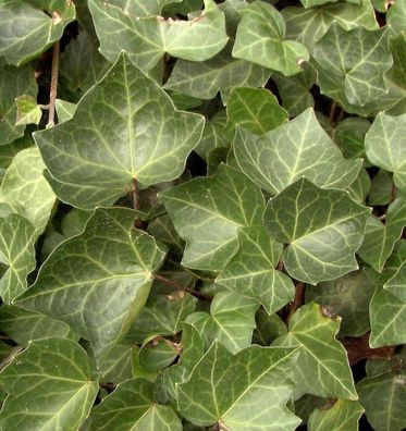 Efeu Woerner 20-30cm - Hedera helix