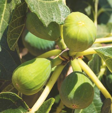 Feigenbaum Dalmatie 80-100cm - Ficus carica