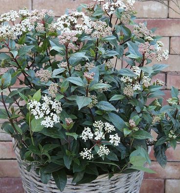 Mittelmeer Schneeball Eve Price 20-25cm - Viburnum tinus
