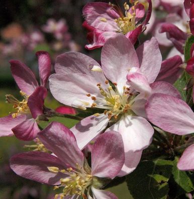 Zierapfel Hillieri 80-100cm - Malus Hybride