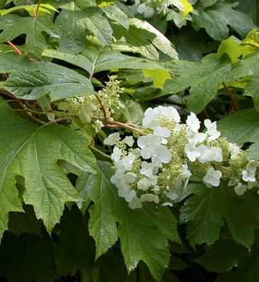 Eichenblättrige Hortensie Tara 30-40cm - Hydrangea quercifolia