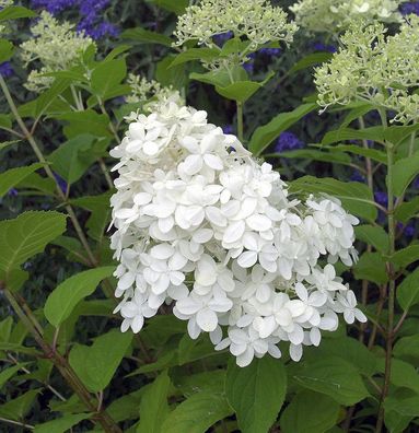 Rispenhortensie Little Hottie 30-40cm - Hydrangea paniculata