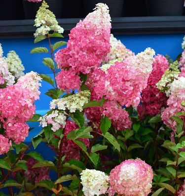Rispenhortensie Fraise Melba 80-100cm - Hydrangea paniculata