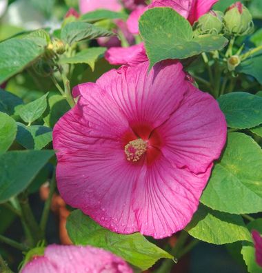 Staudeneibisch Summerific Candy Crush 20-30cm - Hibiscus moscheutos