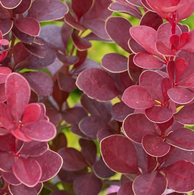 Berberitze Red Hot Chili 15-20cm - Berberis thunbergii