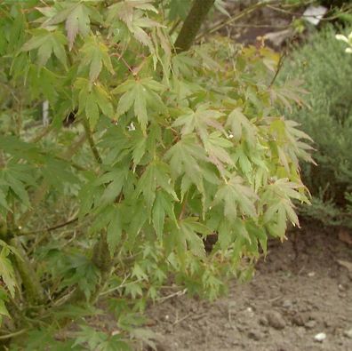Fächerahorn Aoyagi 125-150cm - Acer palmatum
