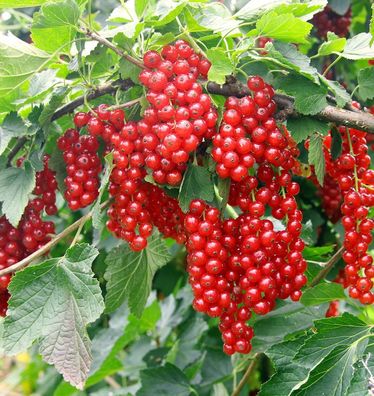 Rote Johannisbeere Red Lake 40-60cm - Ribes rubrum