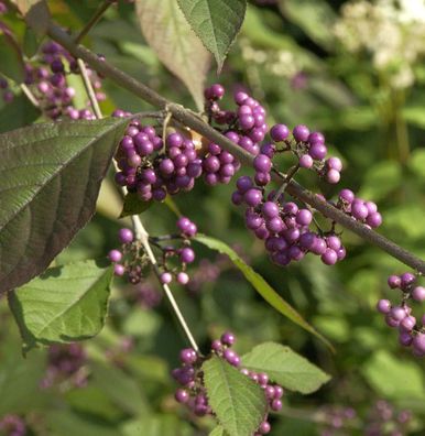 Schönfrucht Pearl Glam 60-80cm - Callicarpa