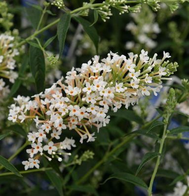 Zwerg Hänge Sommerflieder Little White 40-60cm - Buddleja