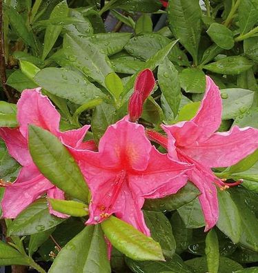 Hochstamm Rhododendron Jolie Madame 80-100cm - Rhododendron viscosum