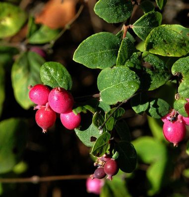 Hochstamm Schneebeere Symphony Rumble 80-100cm - Symphoricarpos