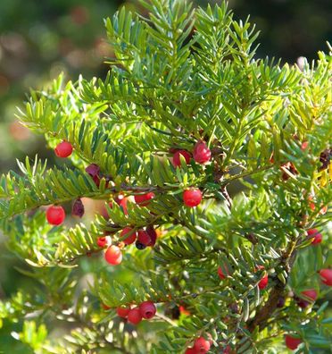 Japanische Zwergeibe 20-25cm - Taxus cuspidata Nana