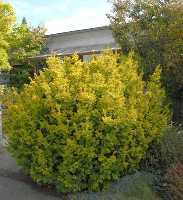 Goldene Straucheibe 20-25cm - Taxus baccata Semperaurea