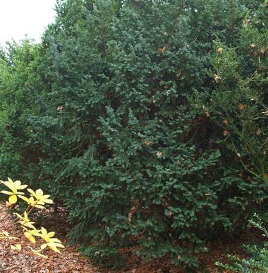 Dunkle Straucheibe Schwarzgrün 20-25cm - Taxus baccata