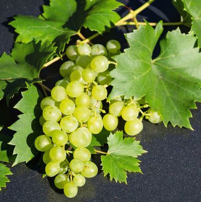 Weinrebe Sauvignon Blance 100-125cm - Vitis