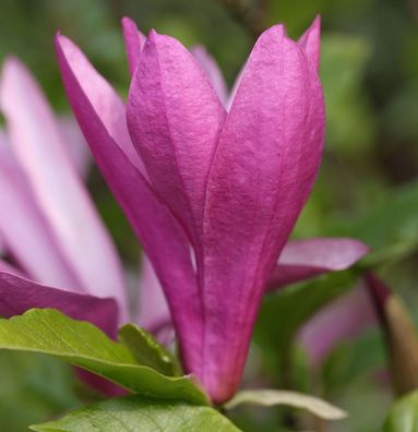 Hochstamm Niedrige Magnolie Susan 100-125cm - Magnolia liliiflora