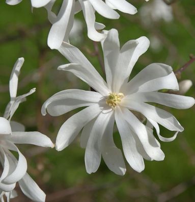 Hochstamm Sternmagnolie Royal Star 100-125cm - Magnolia stellata