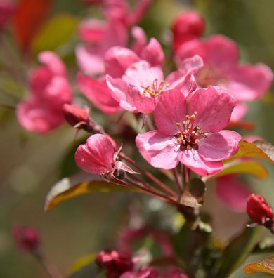 Hochstamm Zier Apfelbaum Freija 100-125cm - Malus