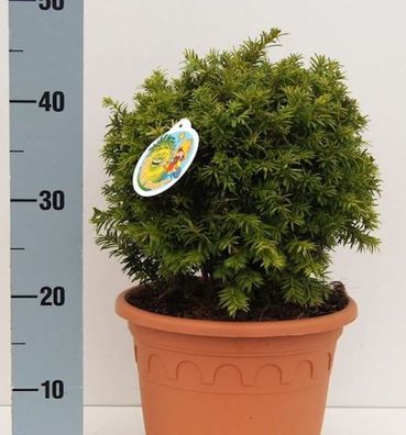 Kugelschnitt Goldeibe Golden Nugget 20-25cm - Taxus baccata