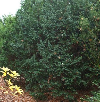 Dunkle Straucheibe Schwarzgrün 30-40cm - Taxus baccata