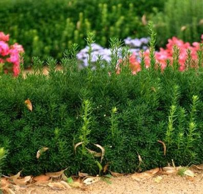 Bechereibe Groenland 60-80cm - Taxus media Groenland