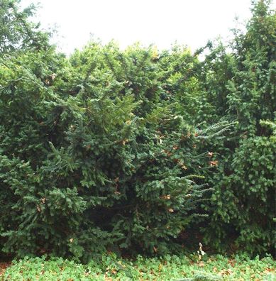 Goldgelbe Eibe Summergold 40-50cm - Taxus baccata