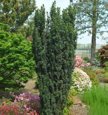Dunkelgrüne Säuleneibe Pirat 25-30cm - Taxus baccata