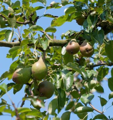 Birne Neue Poiteau 60-80cm - weiche und süße Früchte