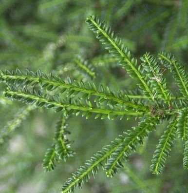 Kurznadlige Eibe Rushmore 60-80cm - Taxus baccata