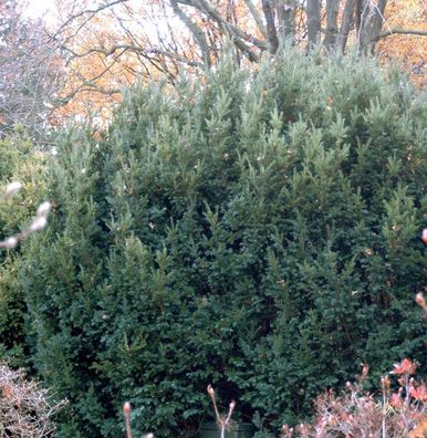 Eibe Osterberg 30-40cm - Taxus baccata