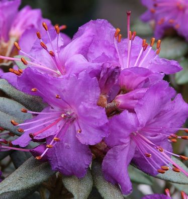 Zwerg Rhododendron Saint Merryn 30-40cm - Rhododendron impeditum