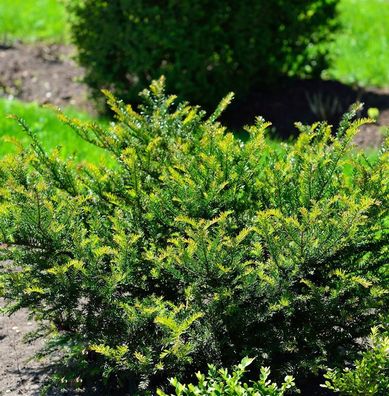 Eibe Renkes Kleiner Grüner® 15-20cm - Taxus baccata