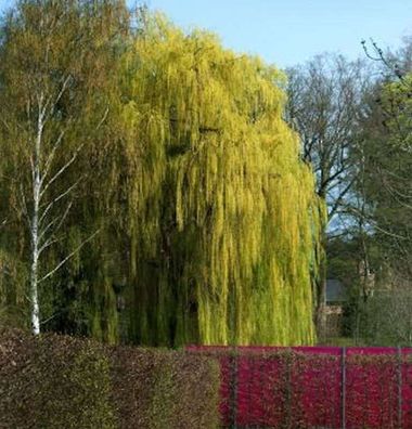 Trauerweide 80-100cm - Salix alba