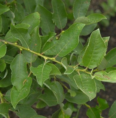 Salweide 60-80cm - Salix caprea