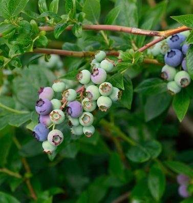 Heidelbeere Blueray 40-60cm - Vaccinium corymbosum