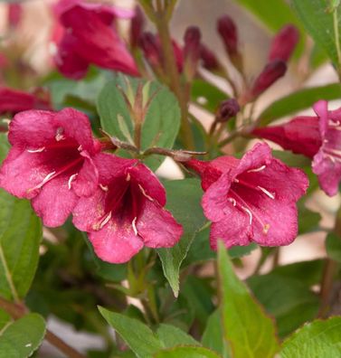 Weigelie Bristol Ruby 80-100cm - Weigela