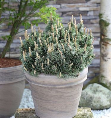 Zwergkiefer Humpy 15-20cm - Pinus mugo