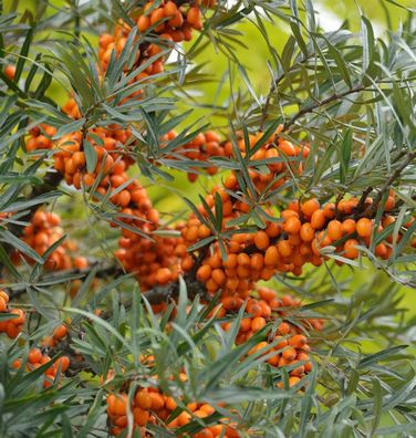 Weiblicher Sanddorn Leikora 80-100cm - Hippophae rhamnoides