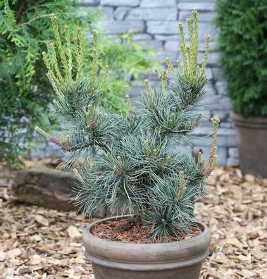 Blaue Mädchenkiefer Glauca 60-80cm - Pinus parviflora