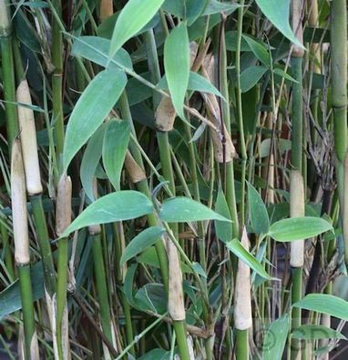 Elfenbeinbambus Ivory Ibis® 100-125cm - Fargesia murielae