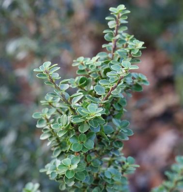 Bonsaiartige Zwergstechpalme Mariesii 30-40cm - Ilex crenata