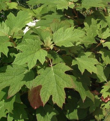 Eichenblättrige Hortensie Amethyst 100-125cm - Hydrangea quercifolia
