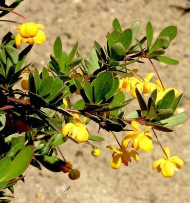 Grüner Polster Berberitze 25-30cm - Berberis buxifolia Nana