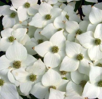Japanischer Blumenhartriegel Milky Way 60-80cm - Cornus kousa