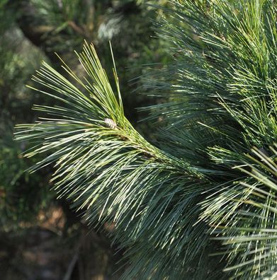 Schwerin Kiefer Wiethorst 20-30cm - Pinus schwerinii