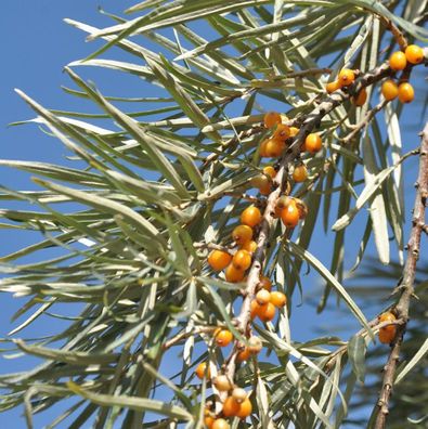 Sanddorn weiblich 40-60cm - Hippophae rhamnoides